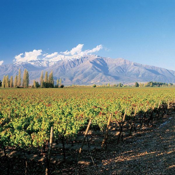 maipo valley