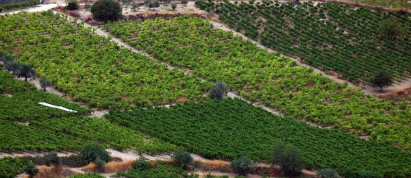 nemea