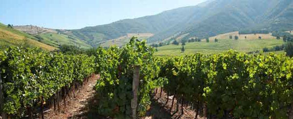 morande winery