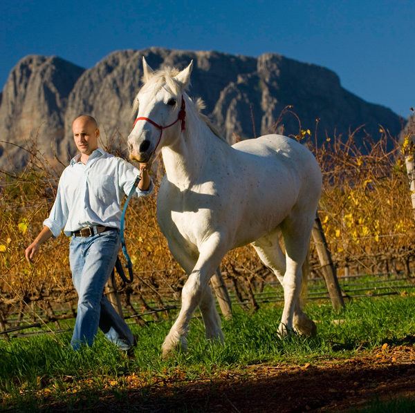 waterkloof-horses