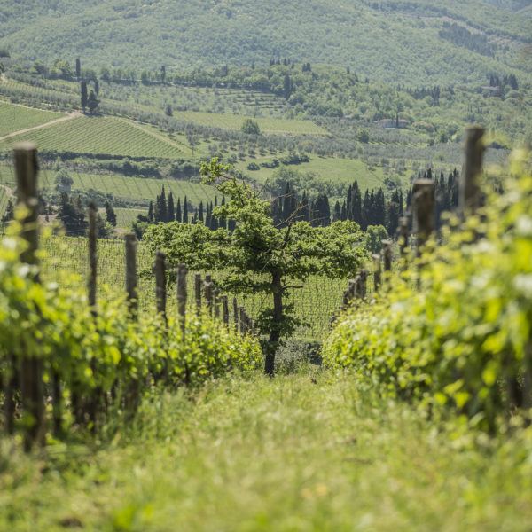 IlPalagio-52