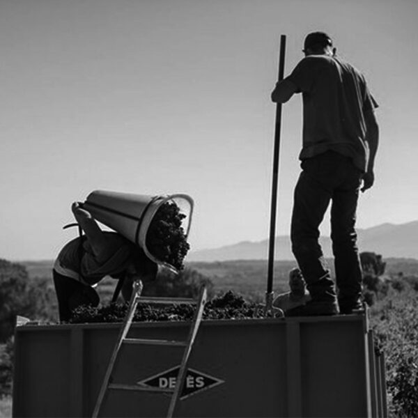 Domaine Lafage – Profile