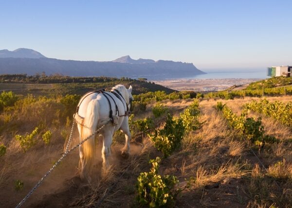 Waterkloof-Estate-with-horse-and-view-LR2