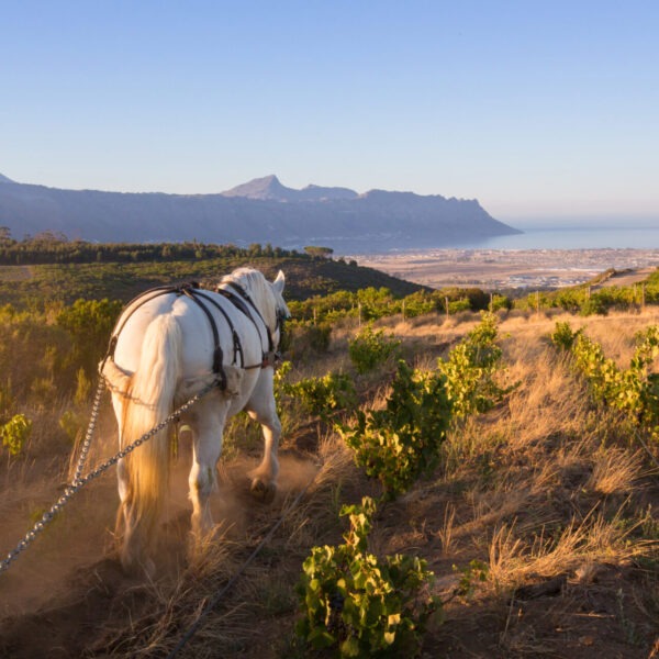 Horse Working (2)