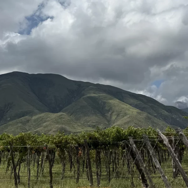 Colomé