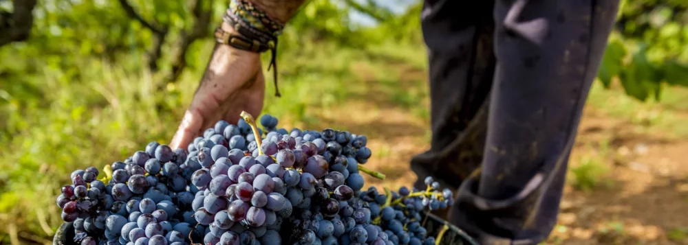 Domenio Wines
