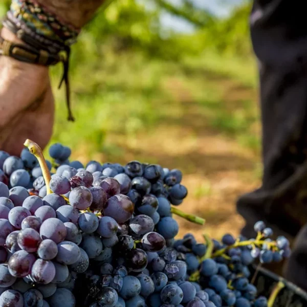 Domenio Wines