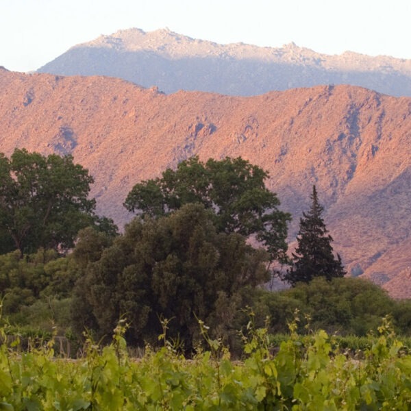 Viñedos de Altura Highest Vineyards