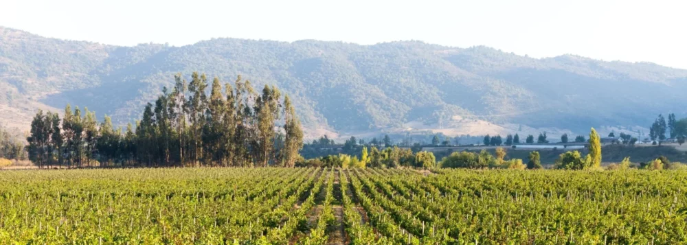 Vistamar vineyard