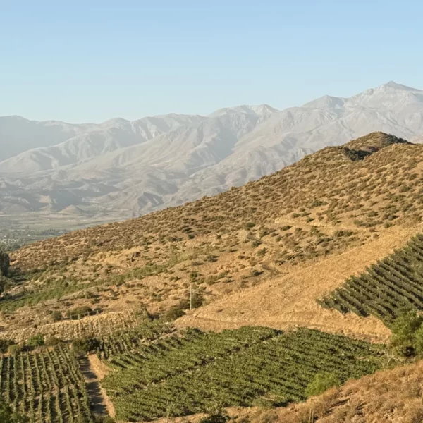 Viña San Esteban Aconcagua
