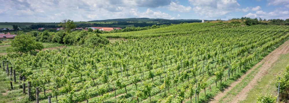 vinarstvi-thaya-vinice