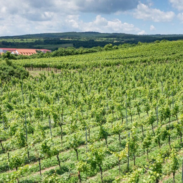 vinarstvi-thaya-vinice